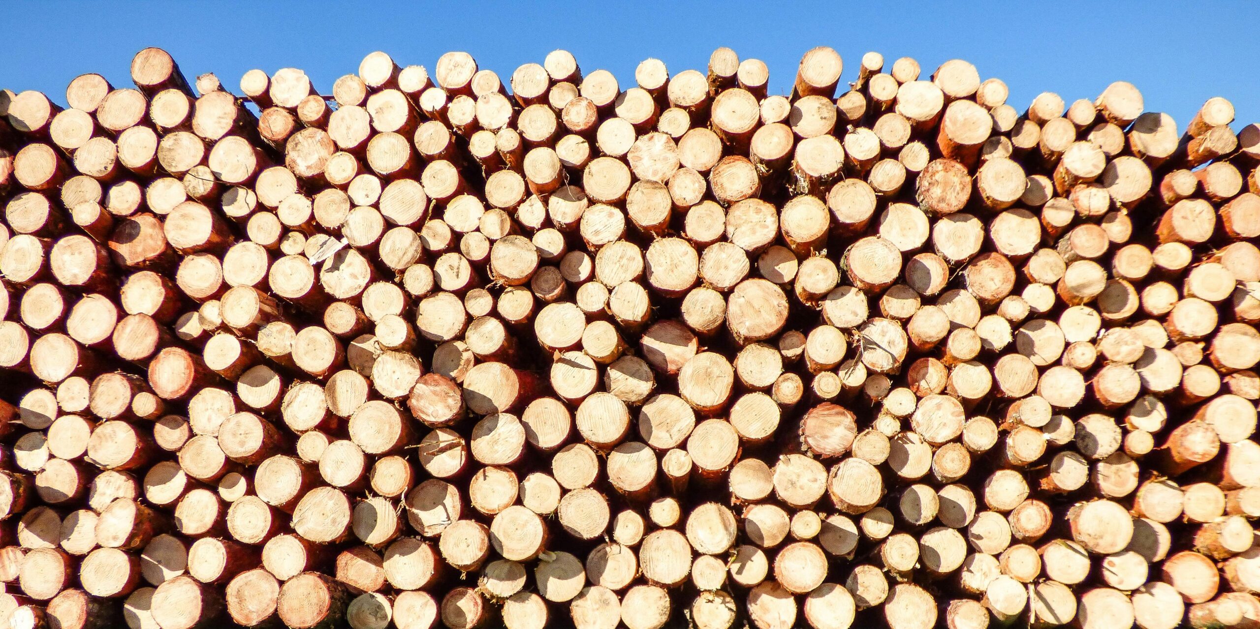 A pile of logs piled high against a blue sky.