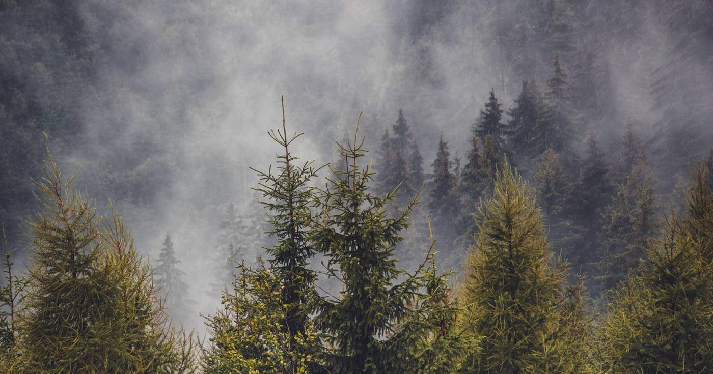 Ben Parfitt on BC’s forest management (The Tyee)