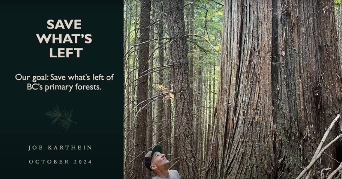 How BC Timber Sales Is Failing Us – And What We Can Do About It. (BC’s Forestry Crisis – Dr. Rachel Holt on old growth, carbon, and the future (Power of Forests Series #1)