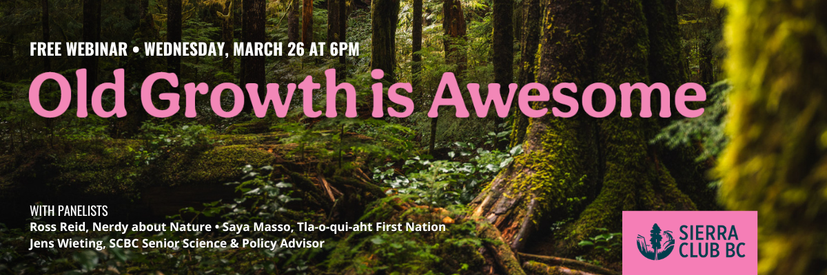 A banner image showing a green, old-growth forest with white and pink text overlayed saying, "Free Webinar, Wednesday, March 26 at 6PM: 'Old Growth Is Awesome' with panelists Ross Reid (Nerdy About Nature), Saya Masso (Tla-o-qui-aht First Nation), and Jens Wieting, SCBC Senior Science & Policy Advisor), hosted by Sierra Club BC."