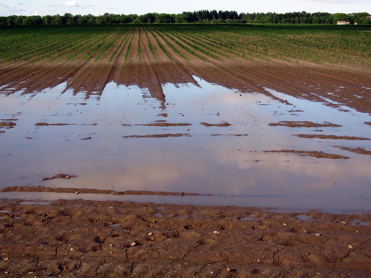 A flooded farm field.