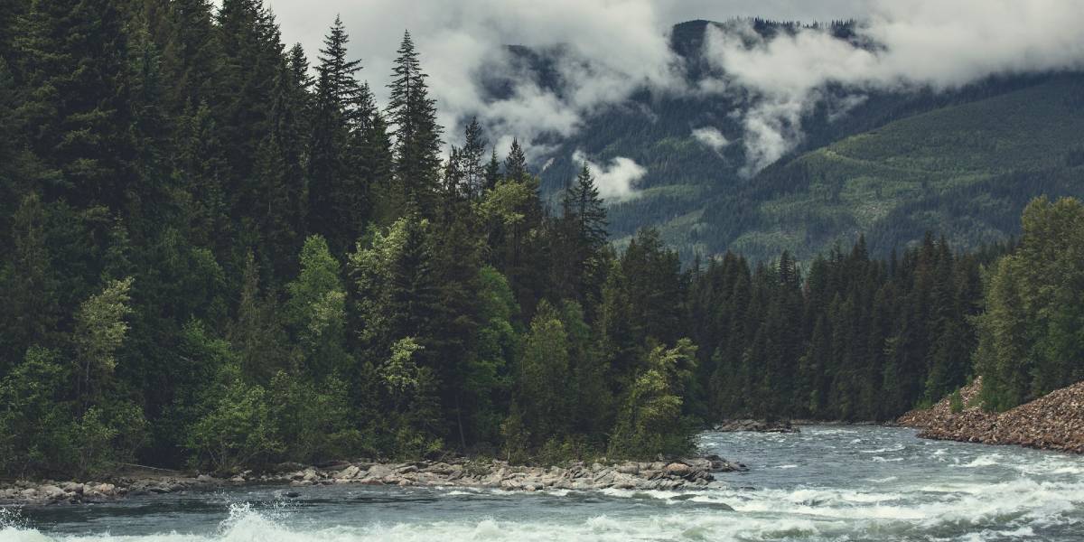 A rushing river winds around a bend in a pine forest, with clearcut logging visible in the hillsides in the distance.