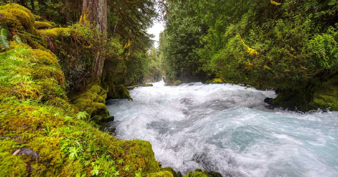 A frothy river makes its way through a cedar rainforest.