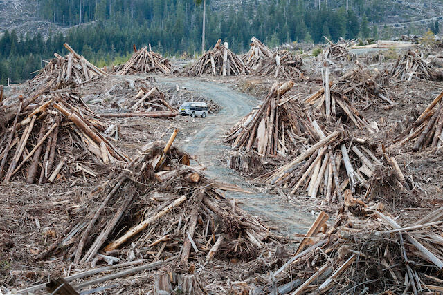 Slash piles in the Klanawa Valley. Photo by TJ Watt for the Ancient Forest Alliance.